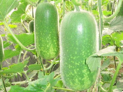 热门大瓜每日必吃 52每日大瓜视频,揭秘娱乐圈最新热点，每日必看视频盘点