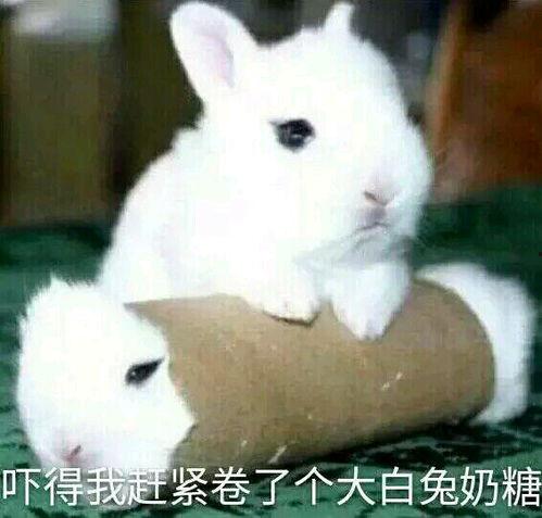 黑料不打料入口 最近热门事件合集吃瓜兔,吃瓜兔带你一网打尽近期热点